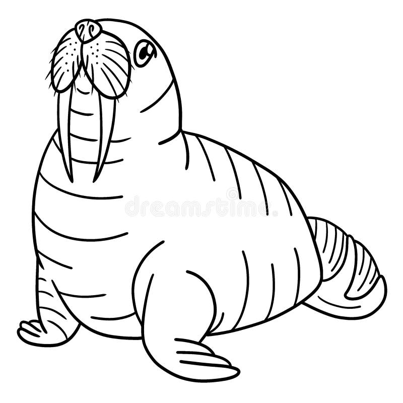 Walrus coloring stock illustrations â walrus coloring stock illustrations vectors clipart