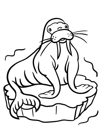 Free walrus coloring page animal coloring pages coloring pages winter animal crafts