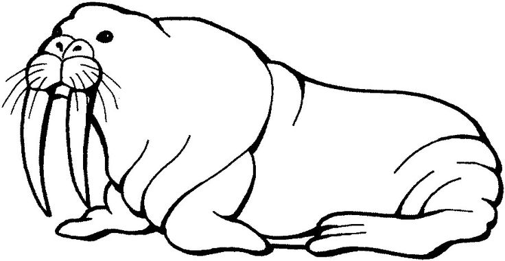 Walrus coloring pages pãginas para colorear de animales animalitos para colorear dibujos para colorear