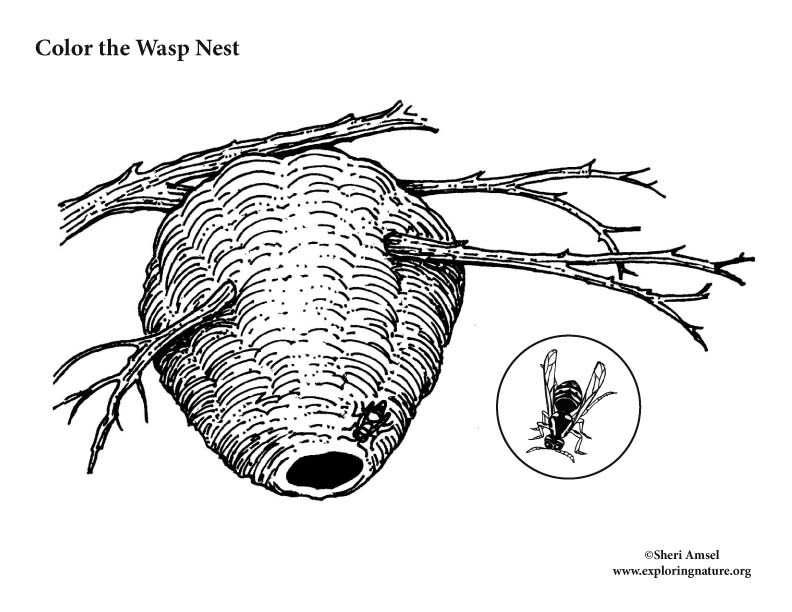 Paper wasp and nest â coloring nature