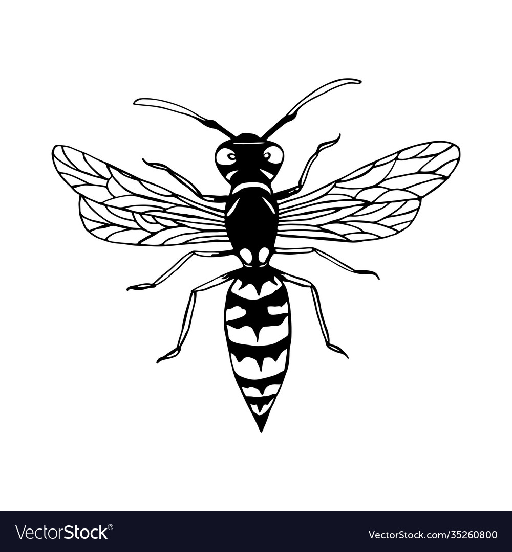 Wasp cartoon sketch style insect coloring page vector image