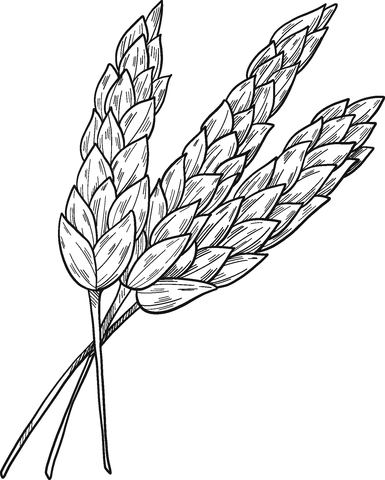 Wheat coloring page free printable coloring pages