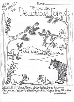 Ecosystem interactive coloring pages by noodlzart tpt