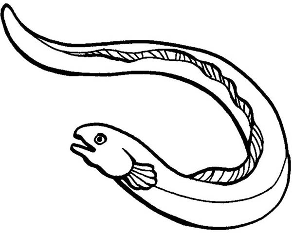 Anago eel coloring page coloring pages printable coloring pages coloring book pages