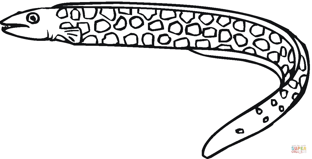 Moray eel coloring page free printable coloring pages