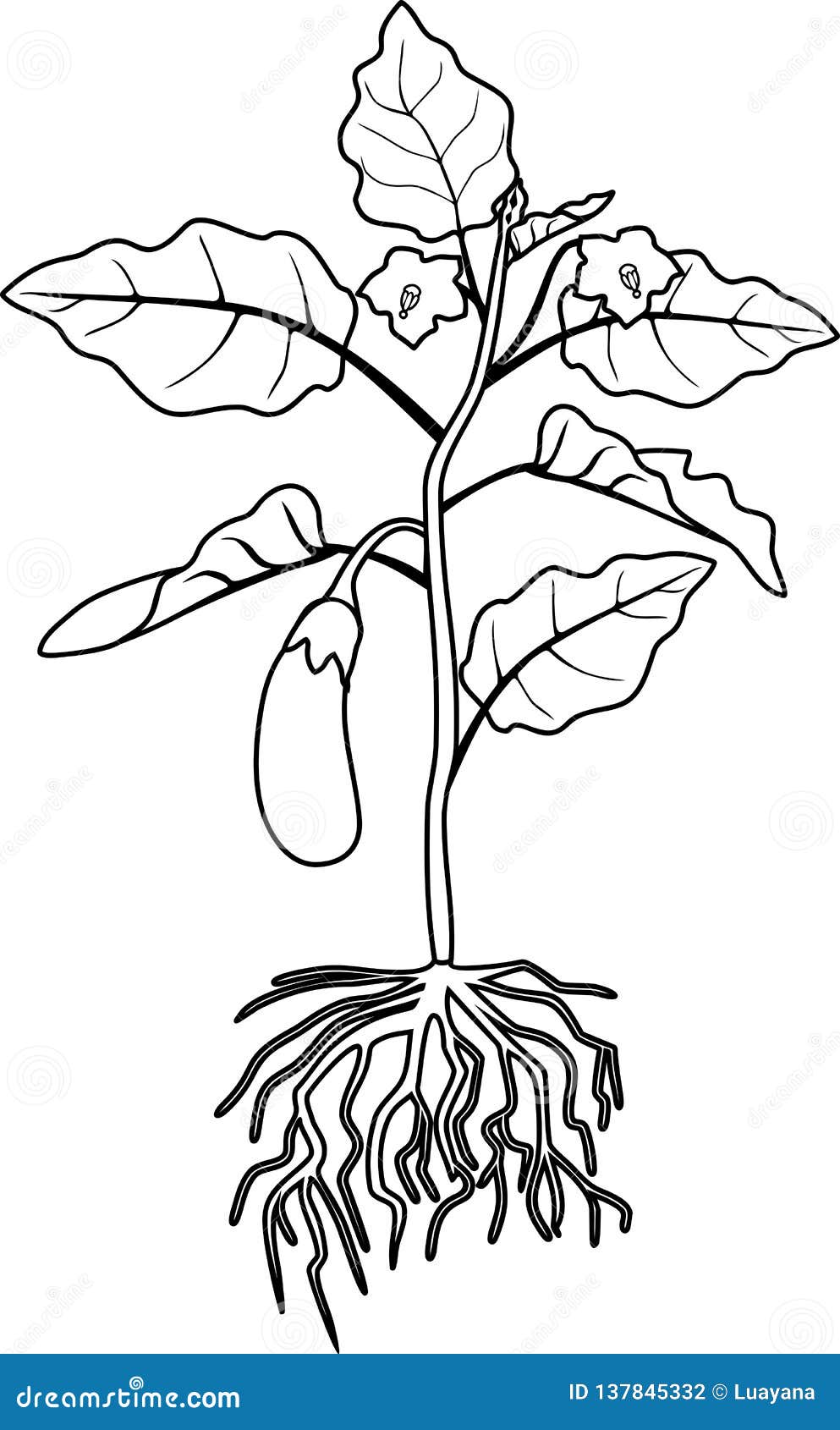 Coloring page eggplant with leaves fruit and root system stock vector