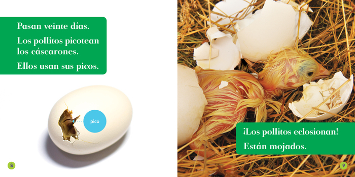 El ciclo de vida de un pollo a chickens life cycle