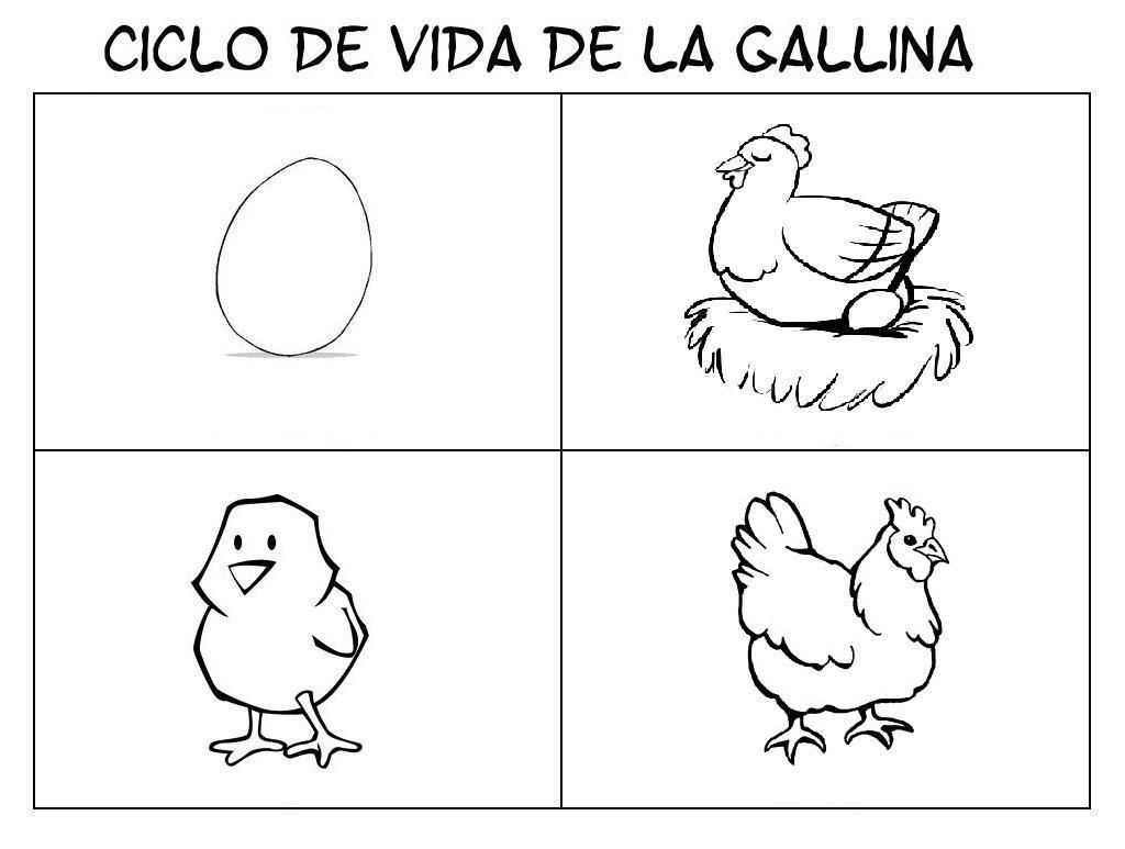 Ciclo de vida animales pollo pepe ciclos de vida