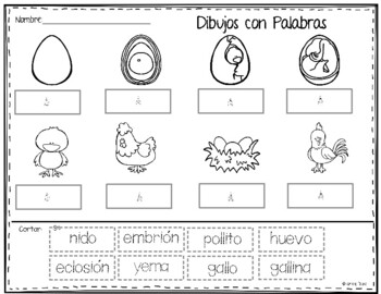 Ciclo de vida del pollo by learning palace tpt