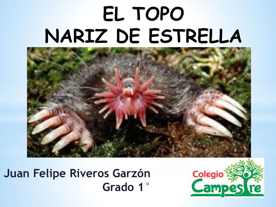 El topo nariz de trella juan felipe riveros garzãn grado