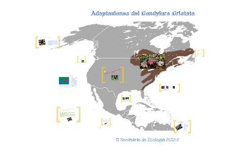 Adaptaciones del condylura cristata by claudia carvajal