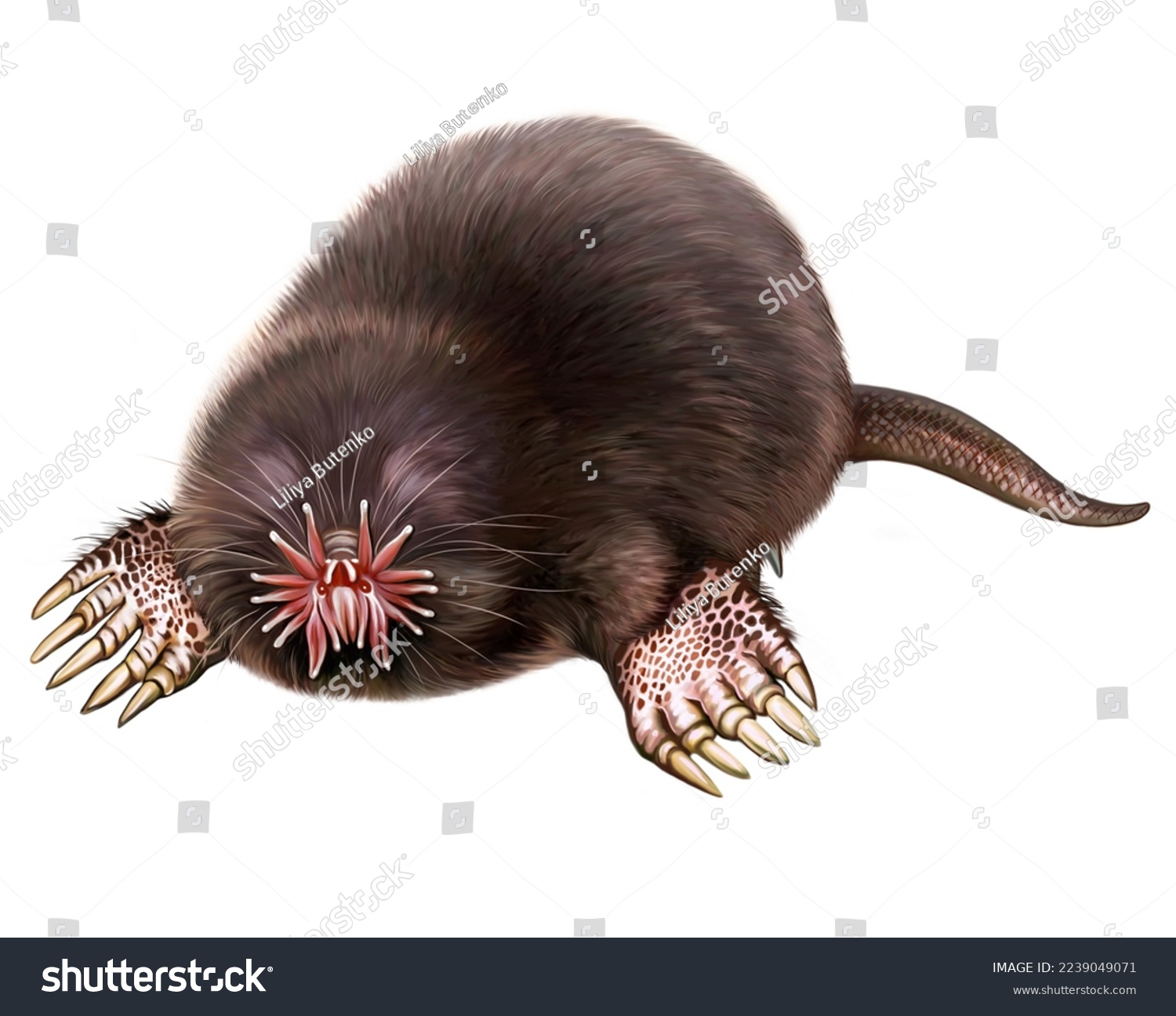 Star mole images stock photos d objects vectors