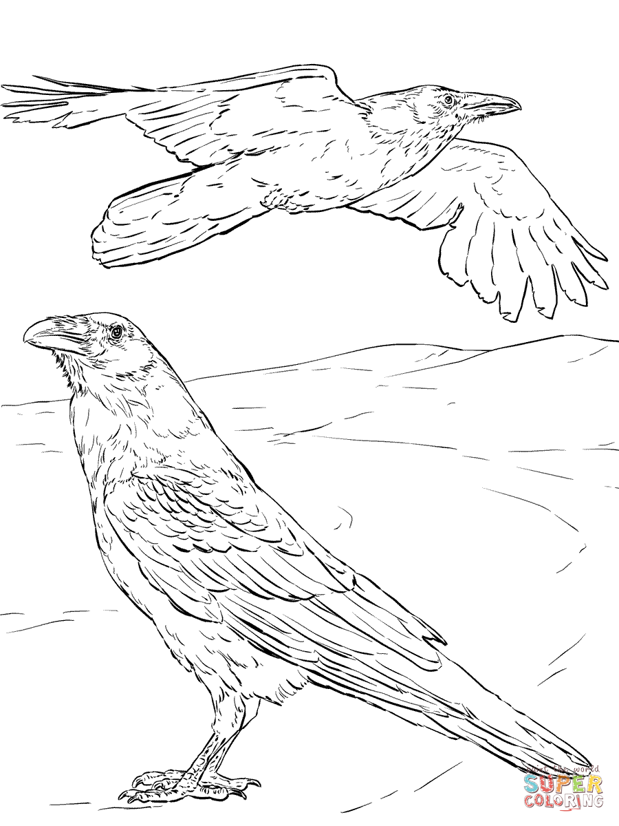 Dibujo de cuervo ãºn para colorear dibujos para colorear imprimir gratis