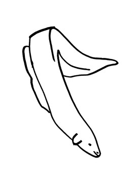 Electric eel coloring page by bear cub learning tpt