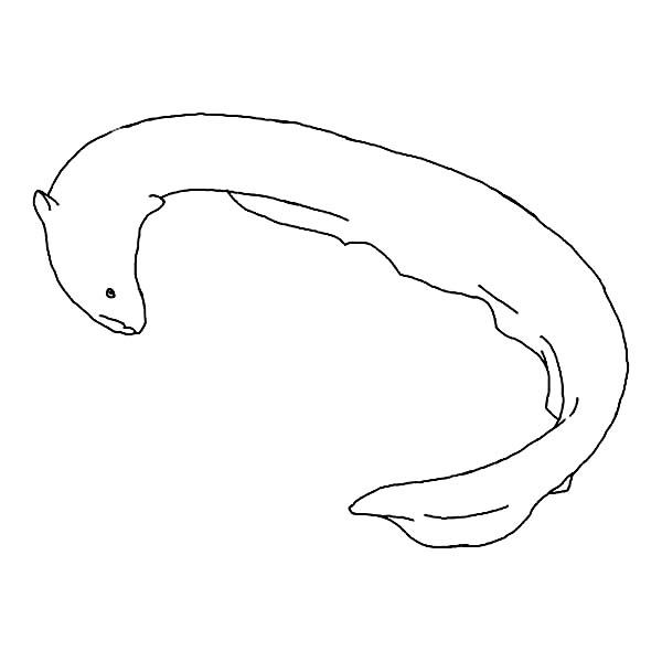 Electric eel outline coloring page color luna coloring pages color outline