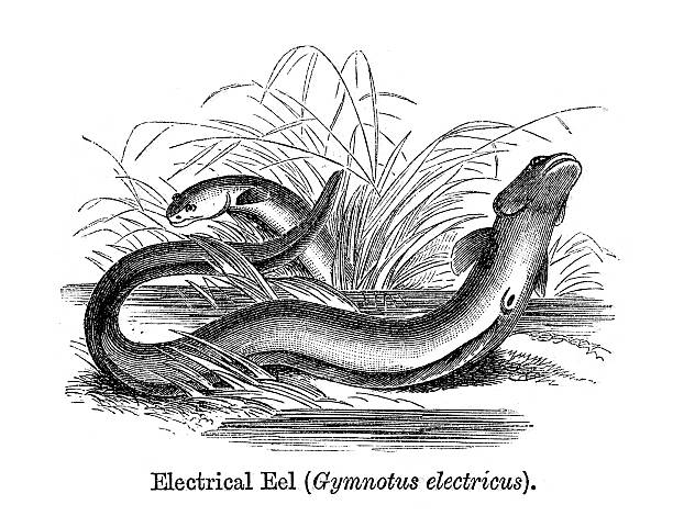 Electric eel stock illustrations royalty