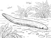 Eels coloring pages free coloring pages