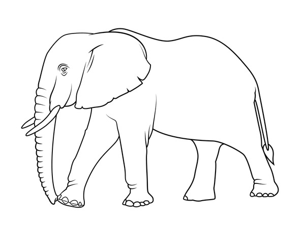 Thousand coloring pages elephants royalty