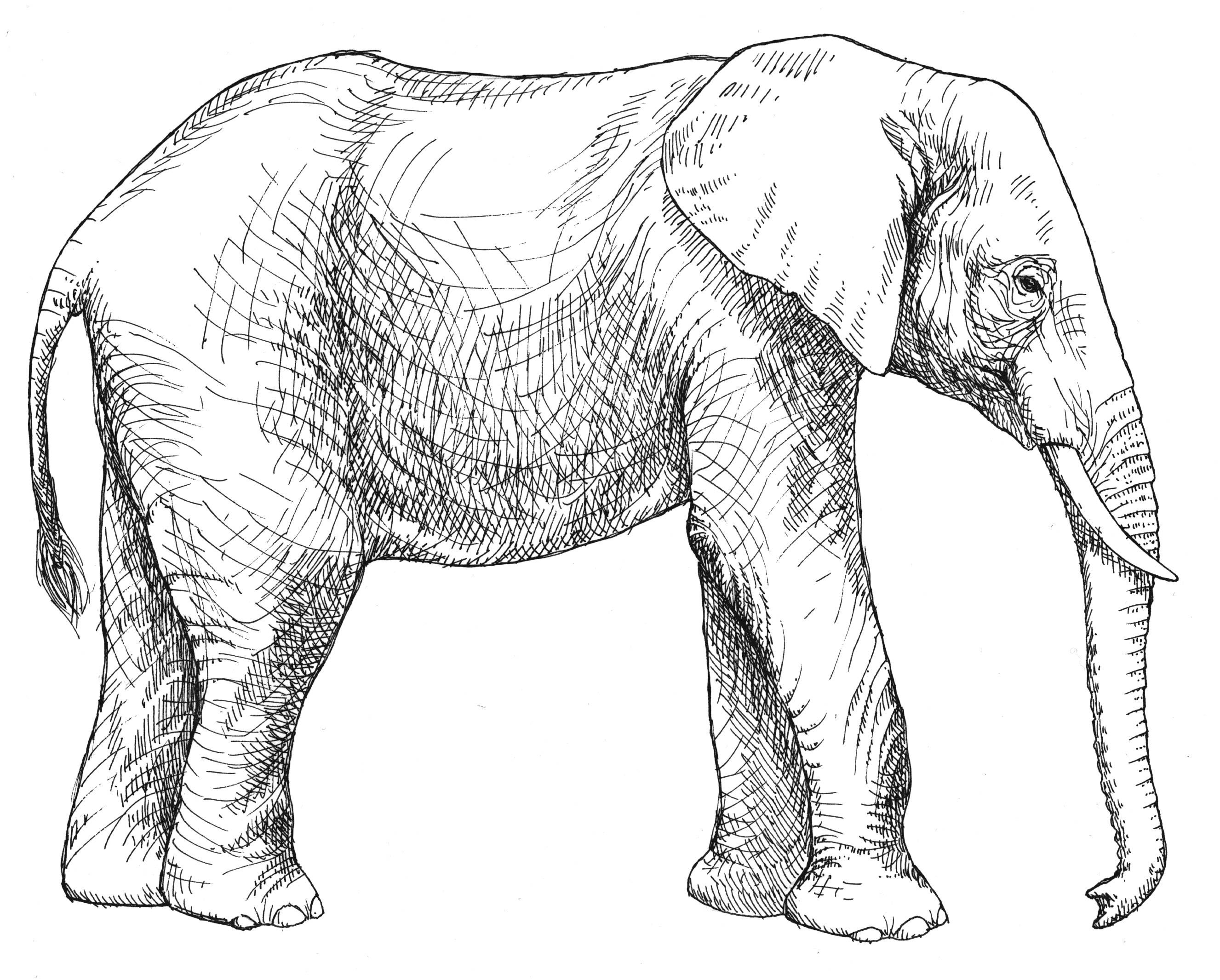 Elephant drawing elephant coloring page easy animal drawings