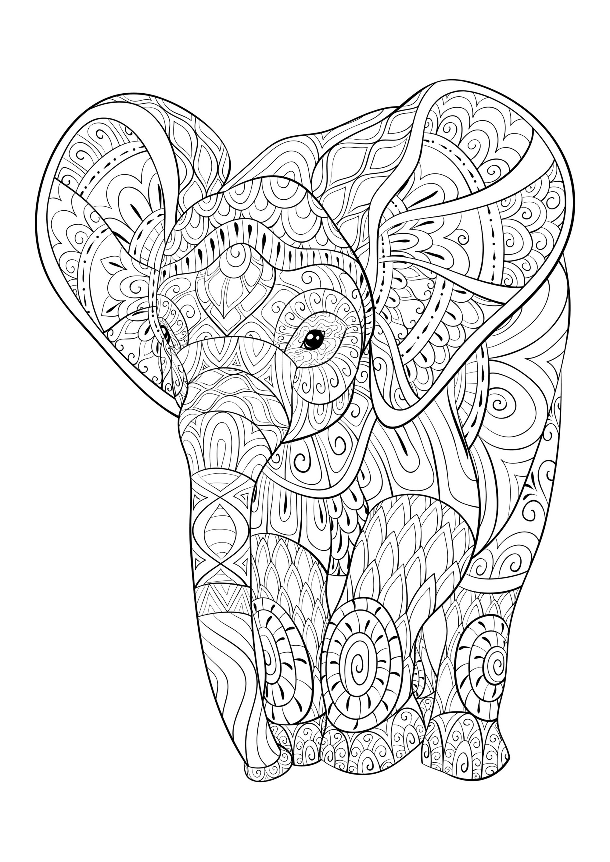 Young elephant