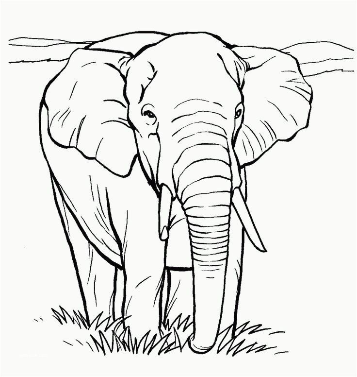 Elephant coloring pages pdf