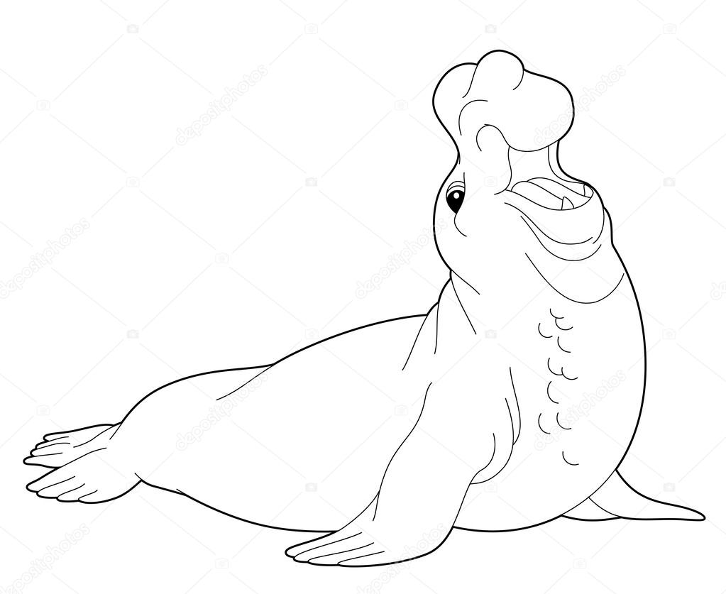 Elephant seal illustration stock illustration by agaes