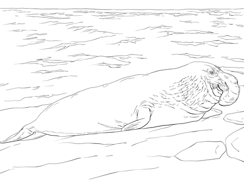Elephant seal on the shore coloring page free printable coloring pages