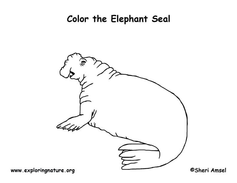 Seal elephant coloring page