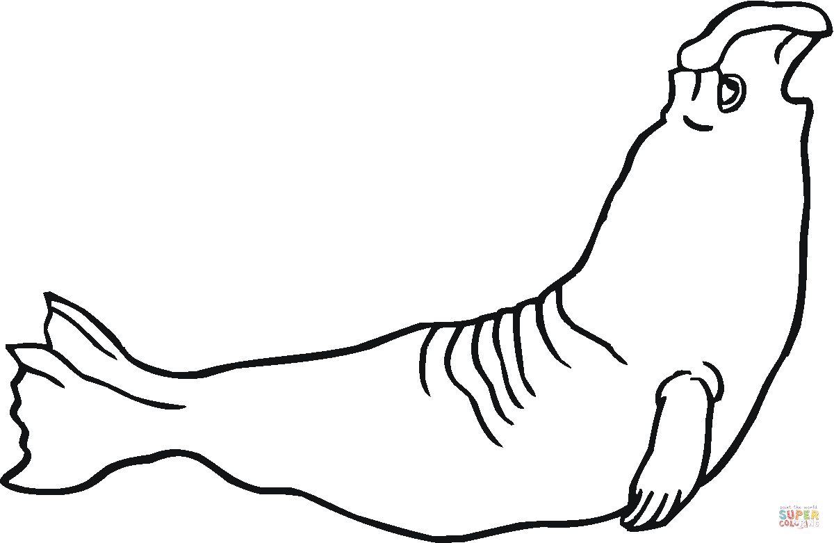 Elephant seal coloring page free printable coloring pages