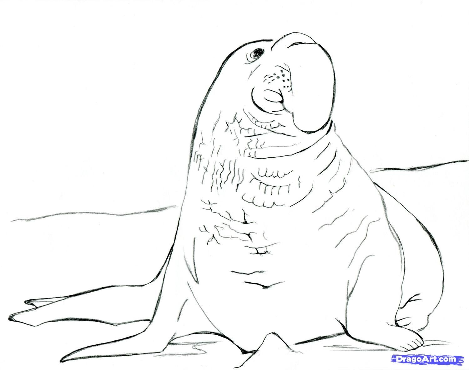 Free free coloring pages elephant seal download free free coloring pages elephant seal png images free cliparts on clipart library