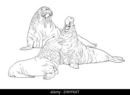 Walrus elephant seal and sea lion parison digital template for coloring book stock photo