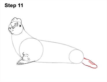 How to draw an elephant seal