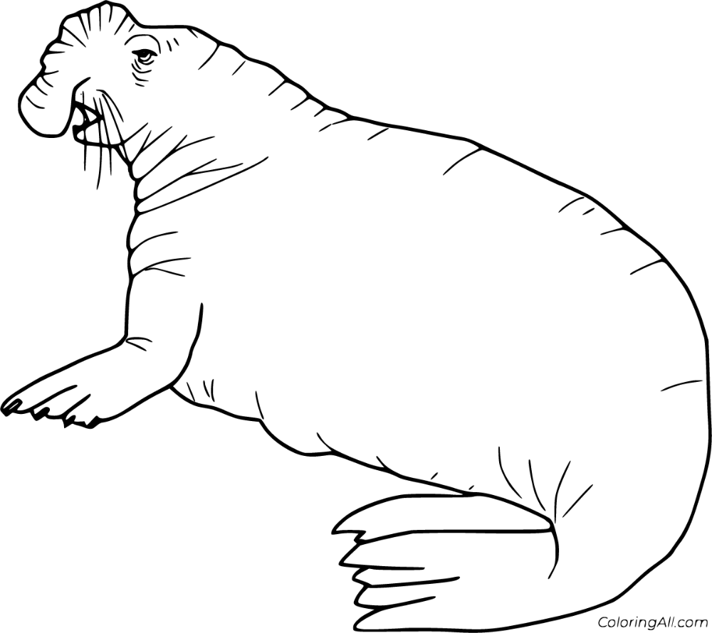 Free printable elephant seal coloring pages in vector format easy to print from any device and automatically fiâ elephant seal coloring pages funny elephant