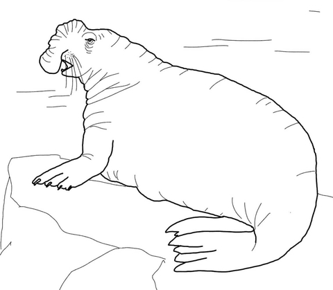 Southern elephant seal coloring page free printable coloring pages