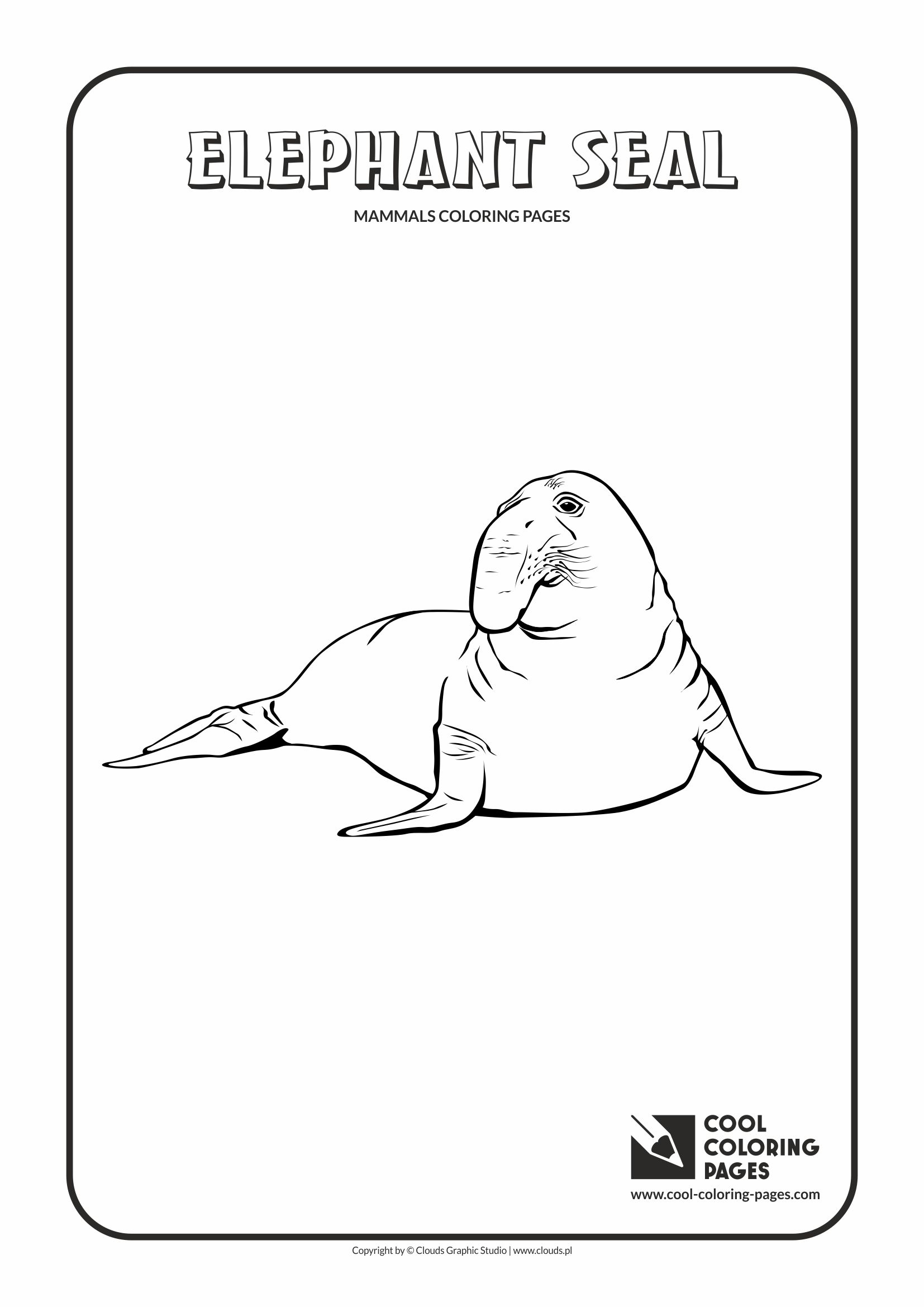 Cool coloring pages elephant seal coloring page