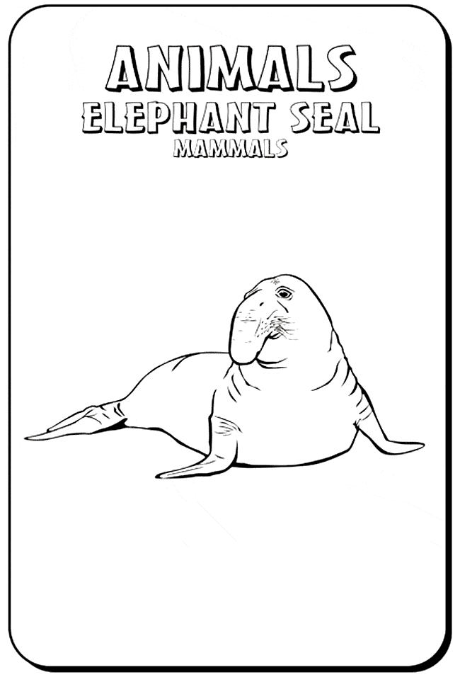 Elephant seal coloring page