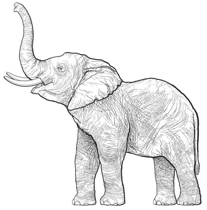 Elephant coloring pages for adults