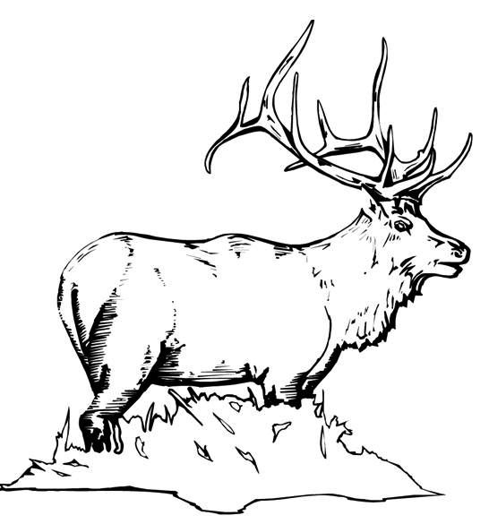 Elk coloring pages