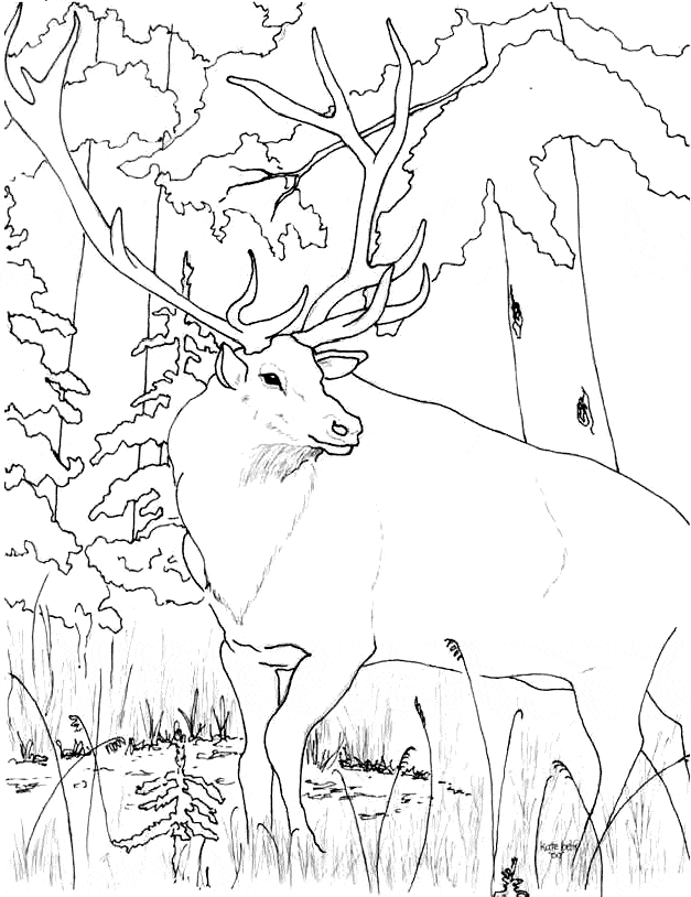 Elk coloring