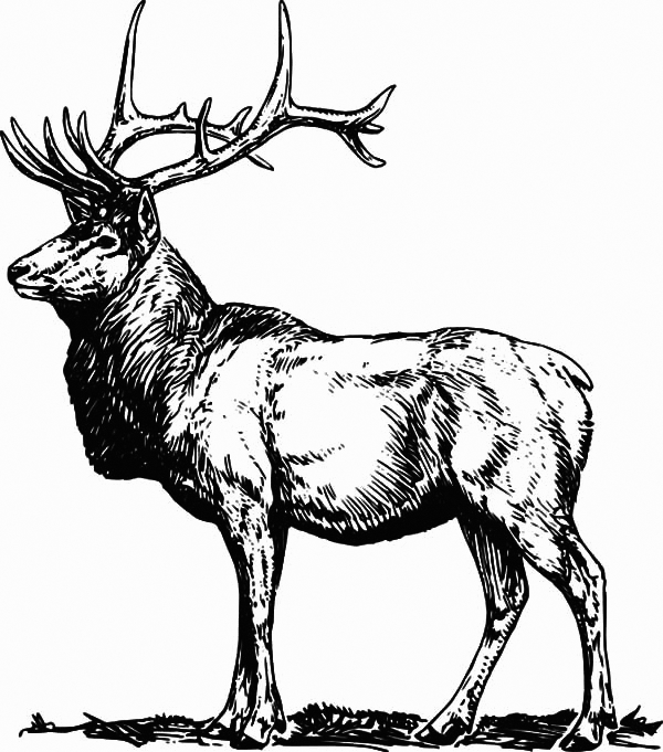 Elk coloring pages