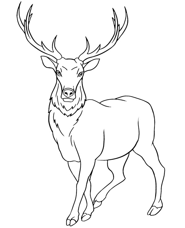 Elk coloring page forest animals