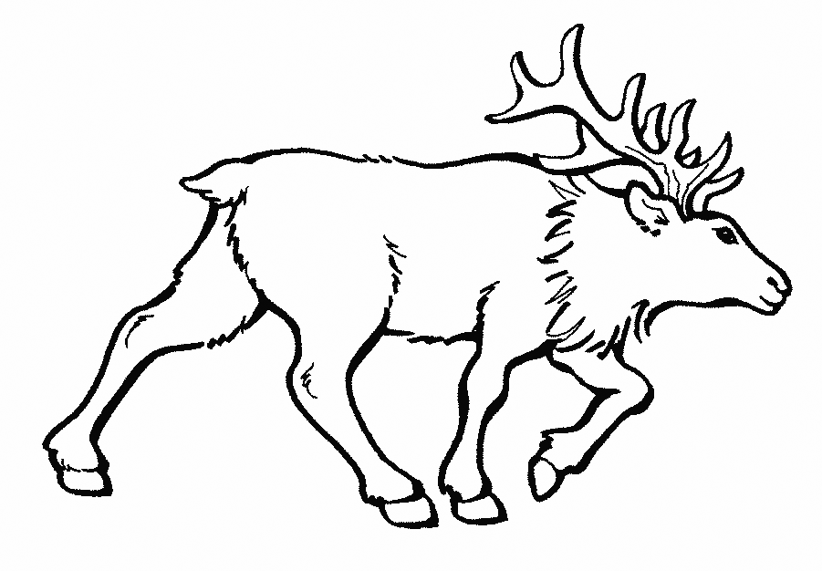 Elk coloring pages