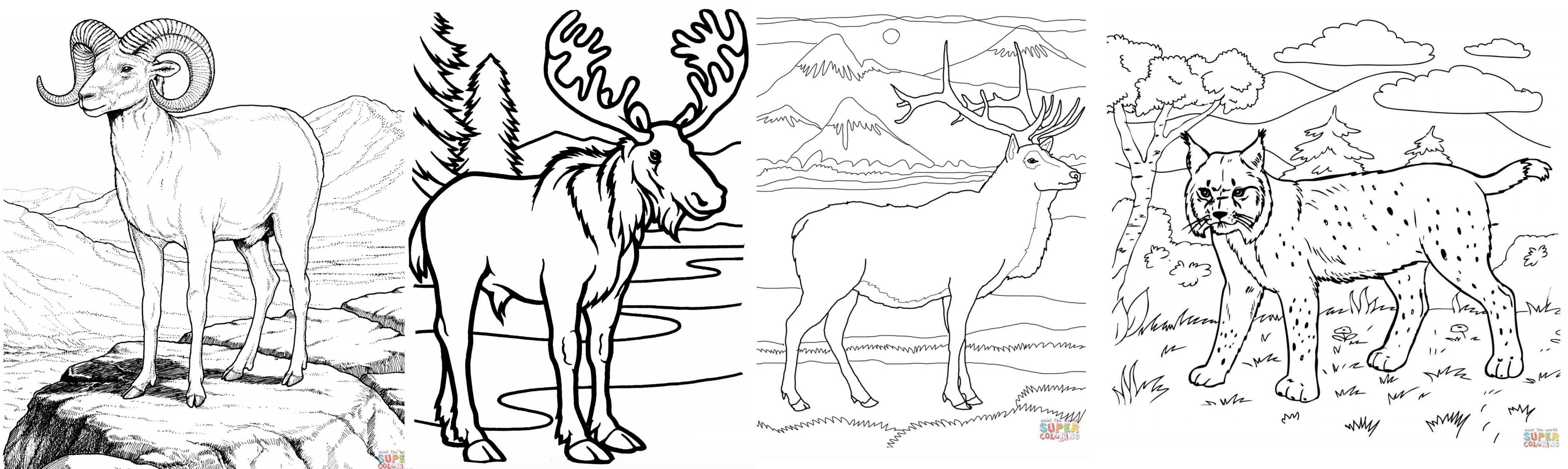 Estes park wildlife coloring pages