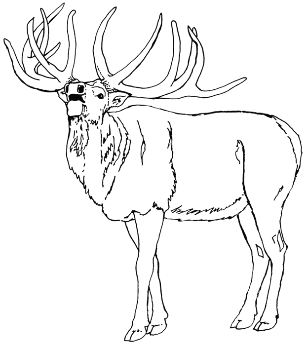 Elk coloring pages