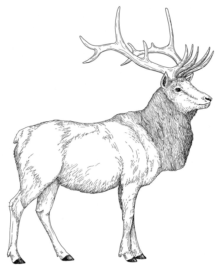 Elk coloring pages