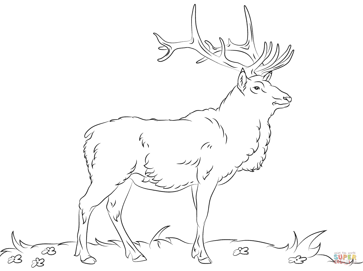 Elk coloring page free printable coloring pages