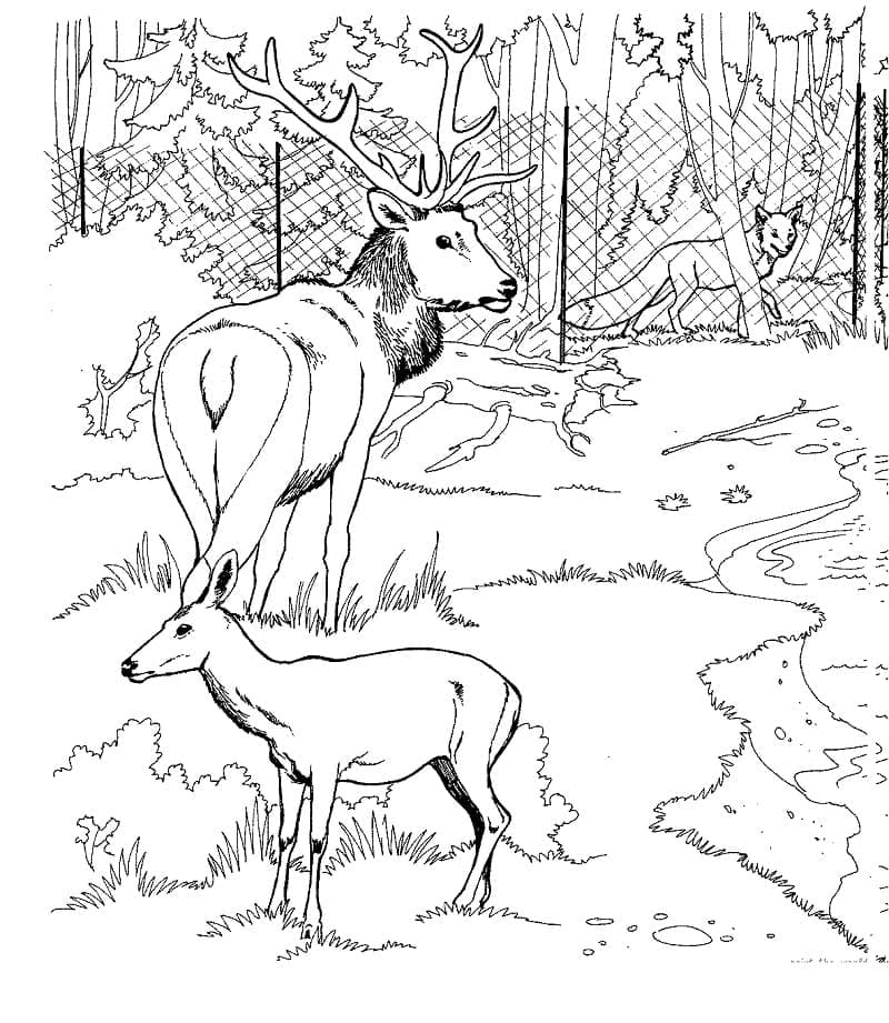 Elk and roe deer in a zoo coloring page