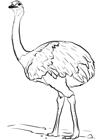 Emu bird coloring page free printable coloring pages