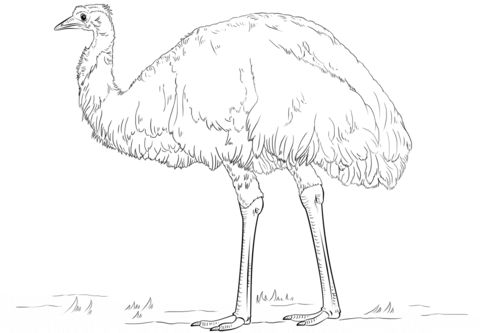 Emu coloring page from emu category select from printable crafts of cartoons nature animals bible and many moâ emus art drawing tutorial bird drawings