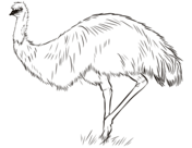 Emu coloring pages free coloring pages